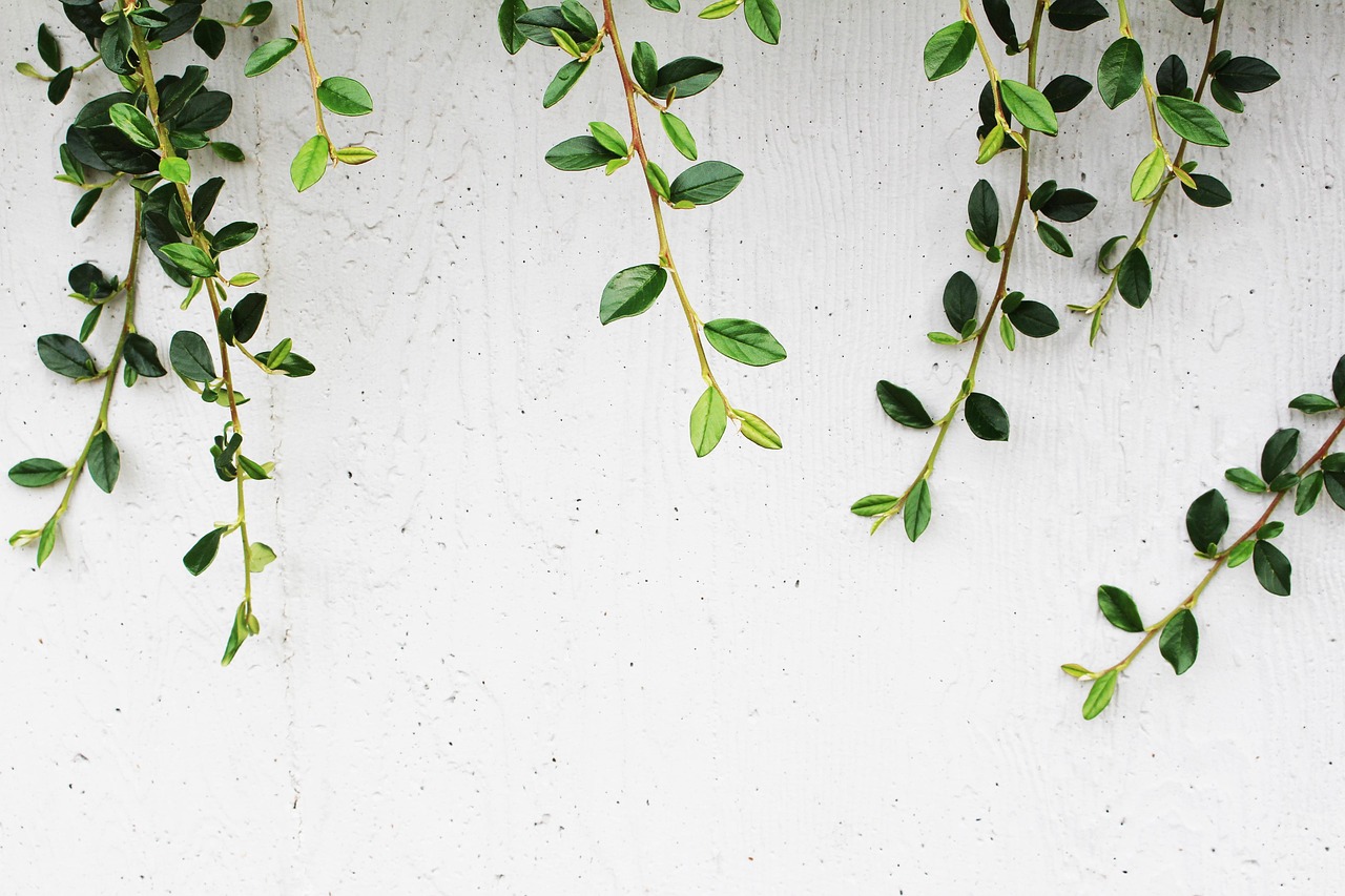 Decorative Plaster: How to Choose the Right One?